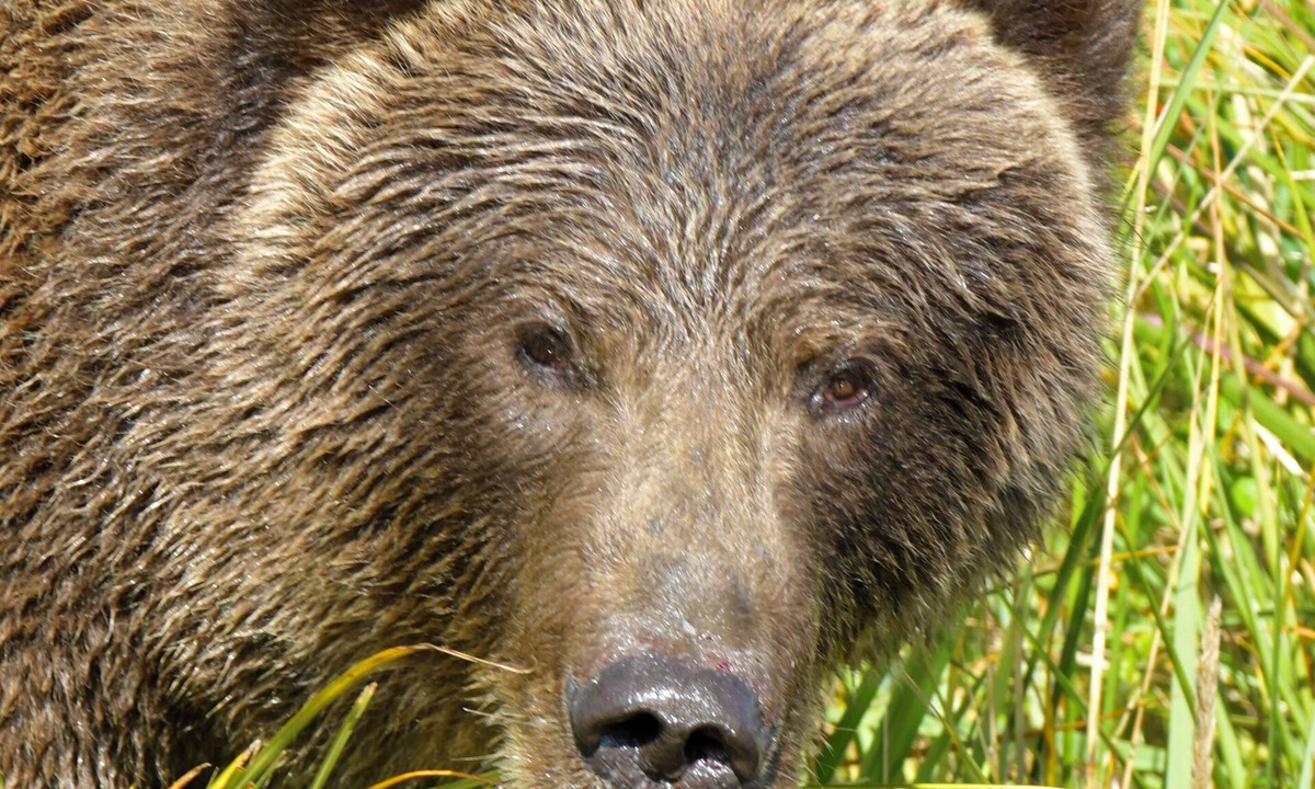 Kodiak Apartment | BEARS, BIRDS, AND WHALES. Room with a Car