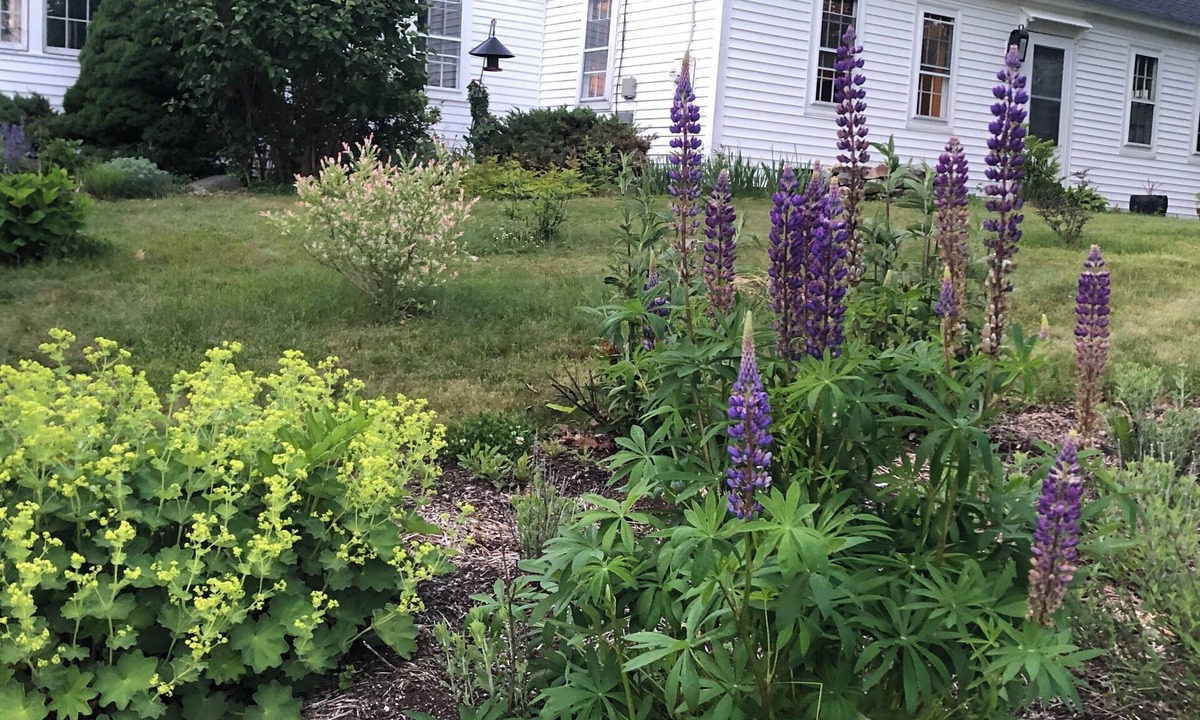 Castine Cottage | Charming 3-BR cottage in rural Historic District - authentic Maine experience!