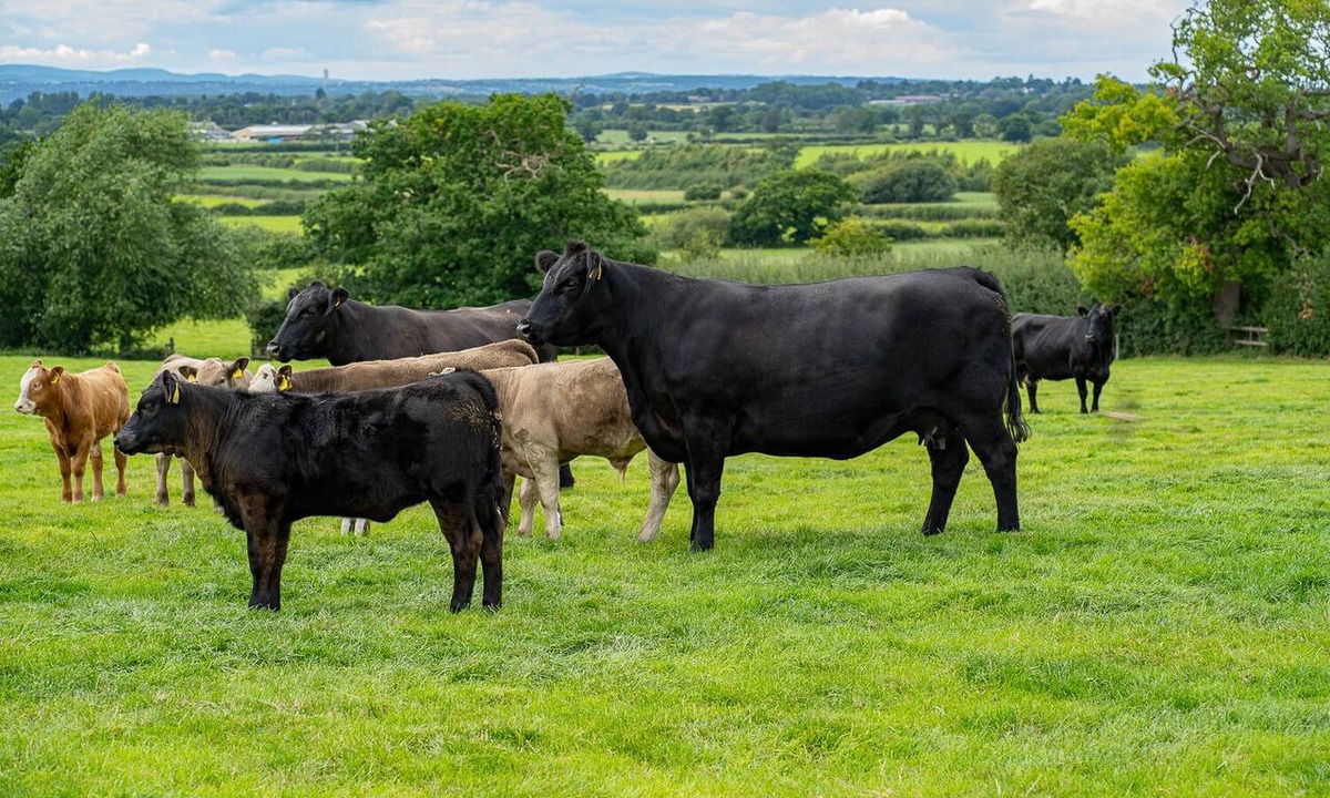 Barton Bed & Breakfast | Higher Farm