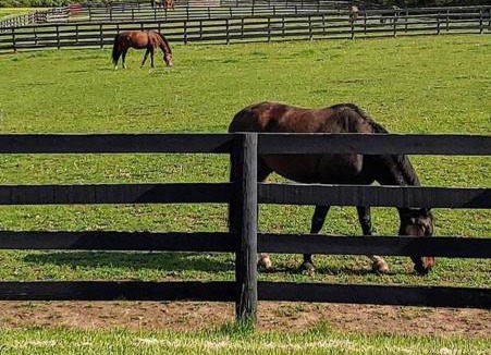 Lebanon Apartment | 102 Acre Pet Friendly Horse Farm! Bring your horse too!
