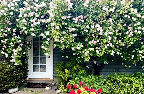 Upper Rockridge Cottage | Cute Cottage in Oakland Hills with TWIN BEDS