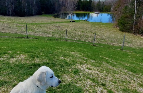 Cabot House | Fairytale Summer in VT. Private Swimming Pond. Peaceful Mountain & Meadow Views.