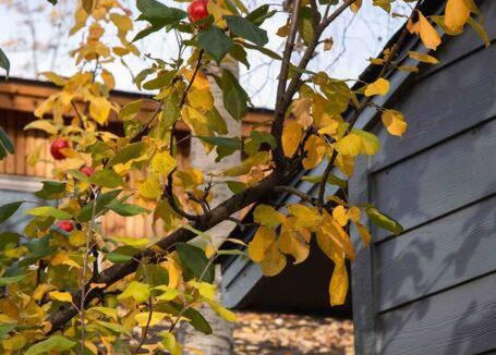 Rogers Park Apartment | Fireweed Gardens in Roger’s Park