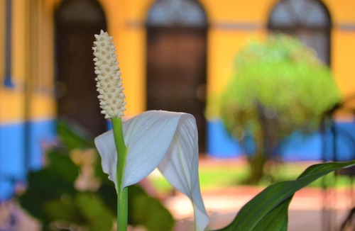 Comitan de Dominguez Hotel | Hotel Delfín Comitán