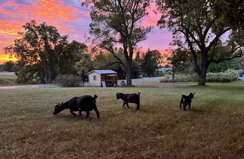 Byron Center Other | House 7 beds, 2 baths Farms Stay at a Pygmy Goat Farm in Byron Center, Michigan