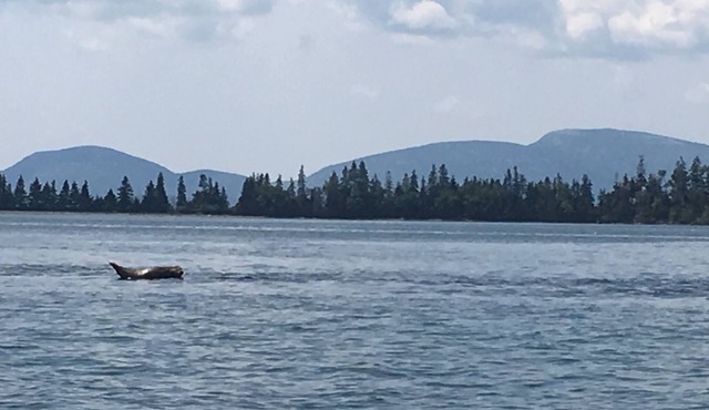 Beautiful Acadia views on 4 serene acres. Private and peaceful after exploring