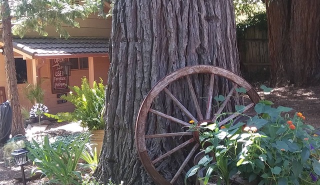 Coming Soon. Cozy little Bungalow apartment nestled under the Sequoia