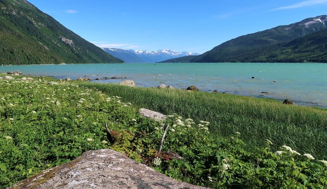 Fishing, Bears, Eagles & Salmon Viewing!