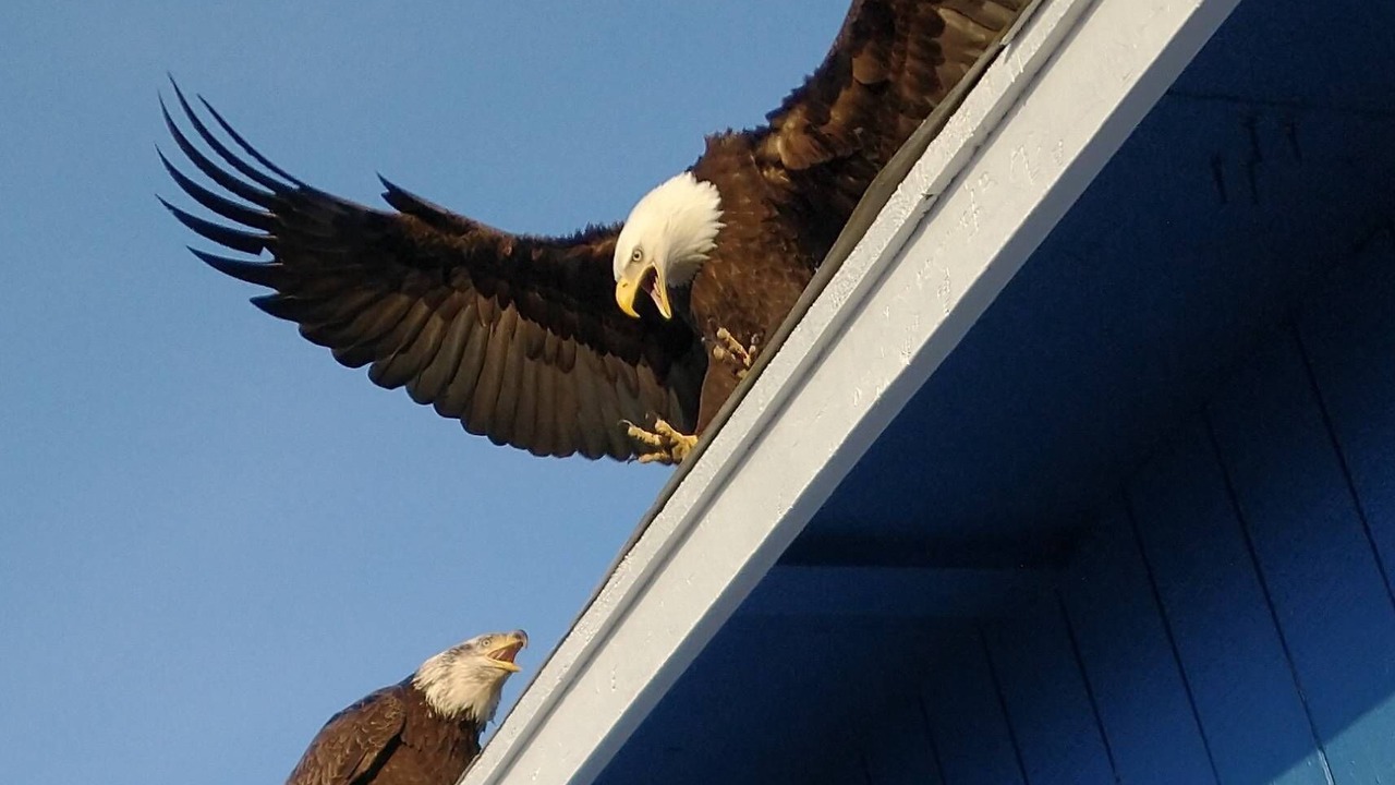 Photo of Others in Homer