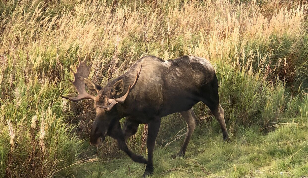 Photo of Outdoor in Homer