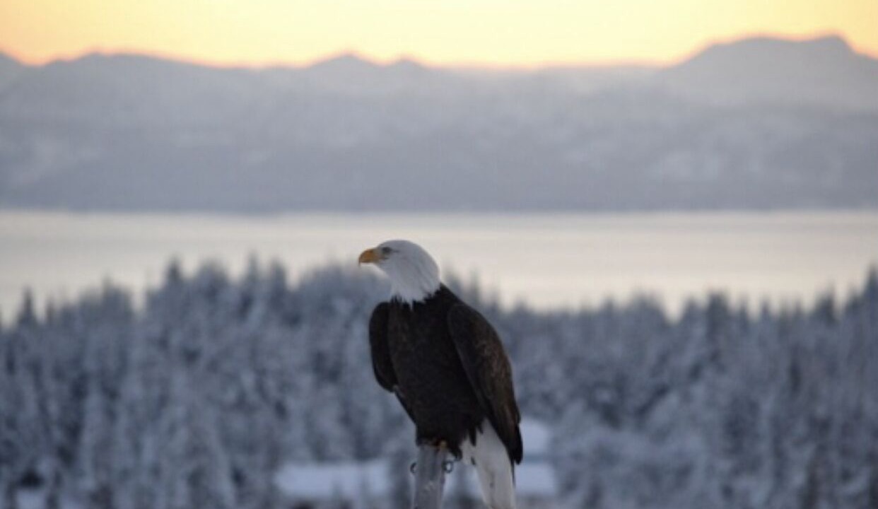 Photo of Others in Homer