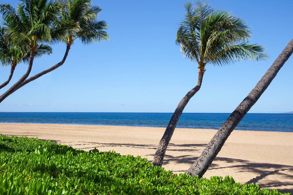 Photo of Others in Lahaina