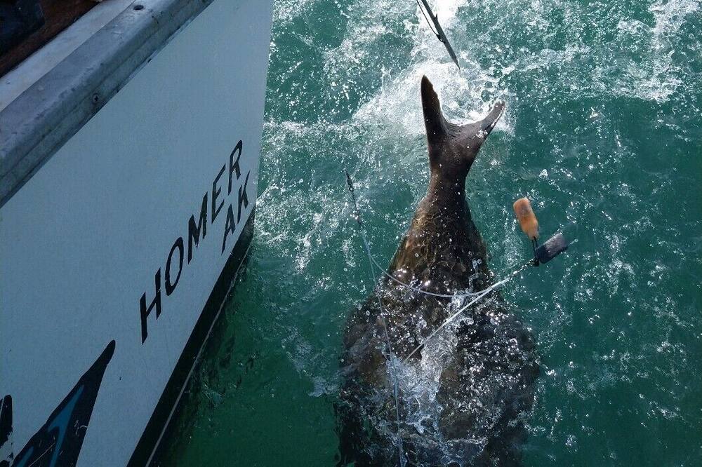 Photo of Others in Homer
