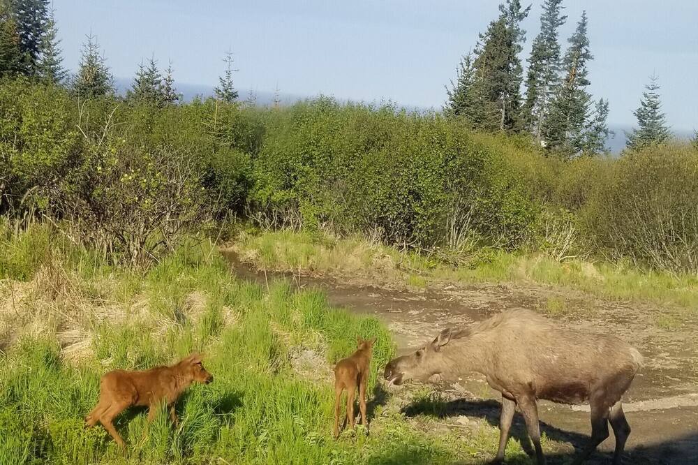 Photo of Others in Homer