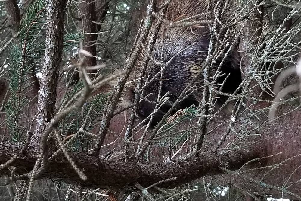 Photo of Others in Homer