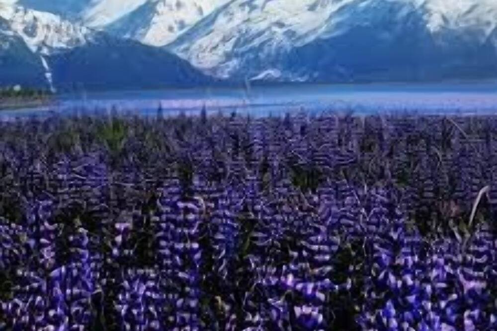 Photo of Others in Alyeska