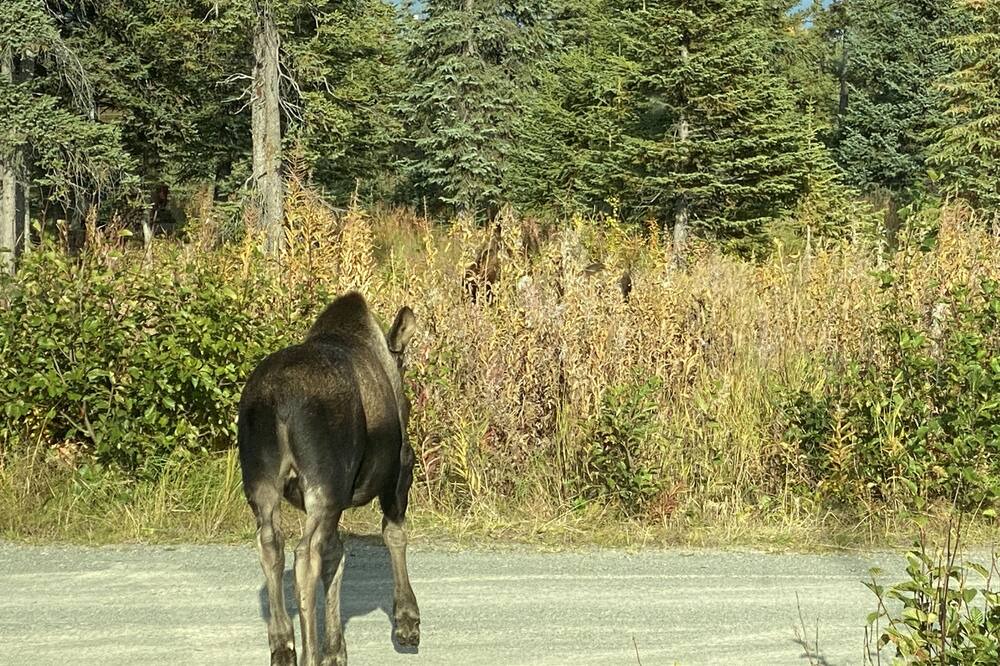 Photo of Others in Diamond Ridge