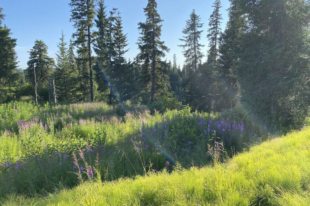 Photo of Outdoor in Diamond Ridge