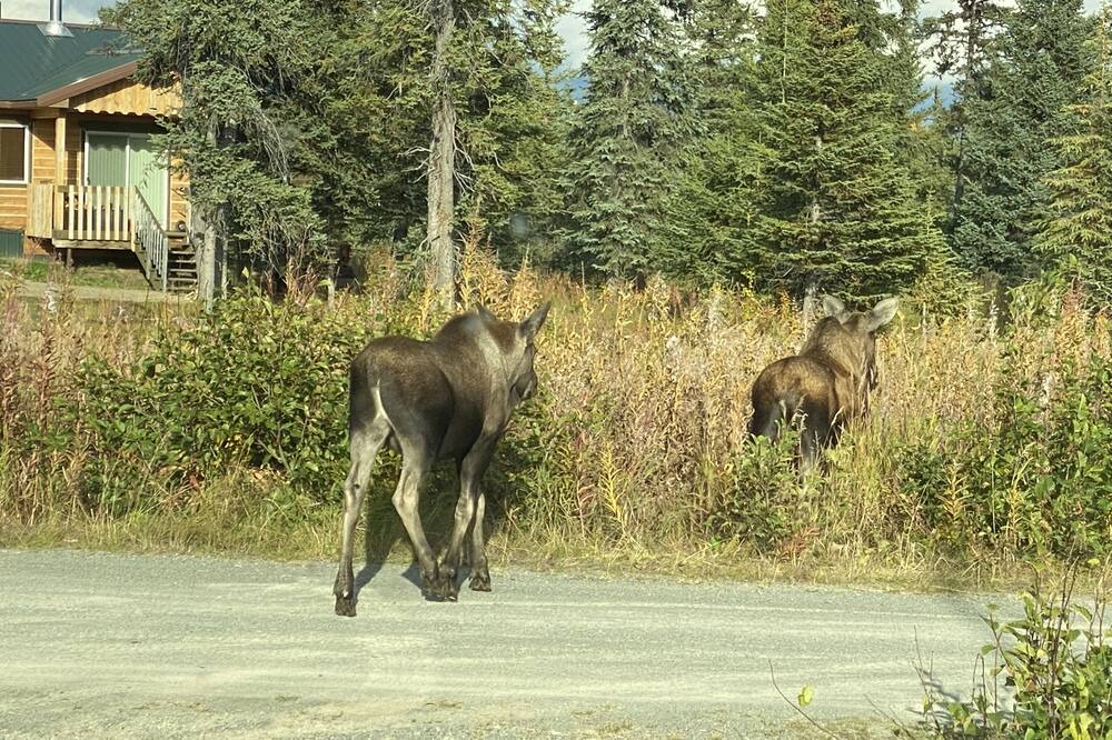 Photo of Outdoor in Diamond Ridge