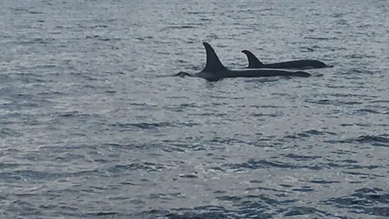 Photo of Others in Sitka