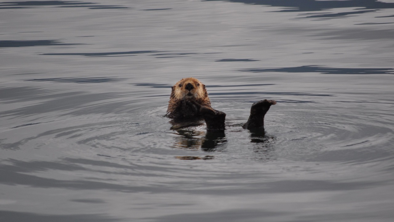 Photo of Others in Sitka