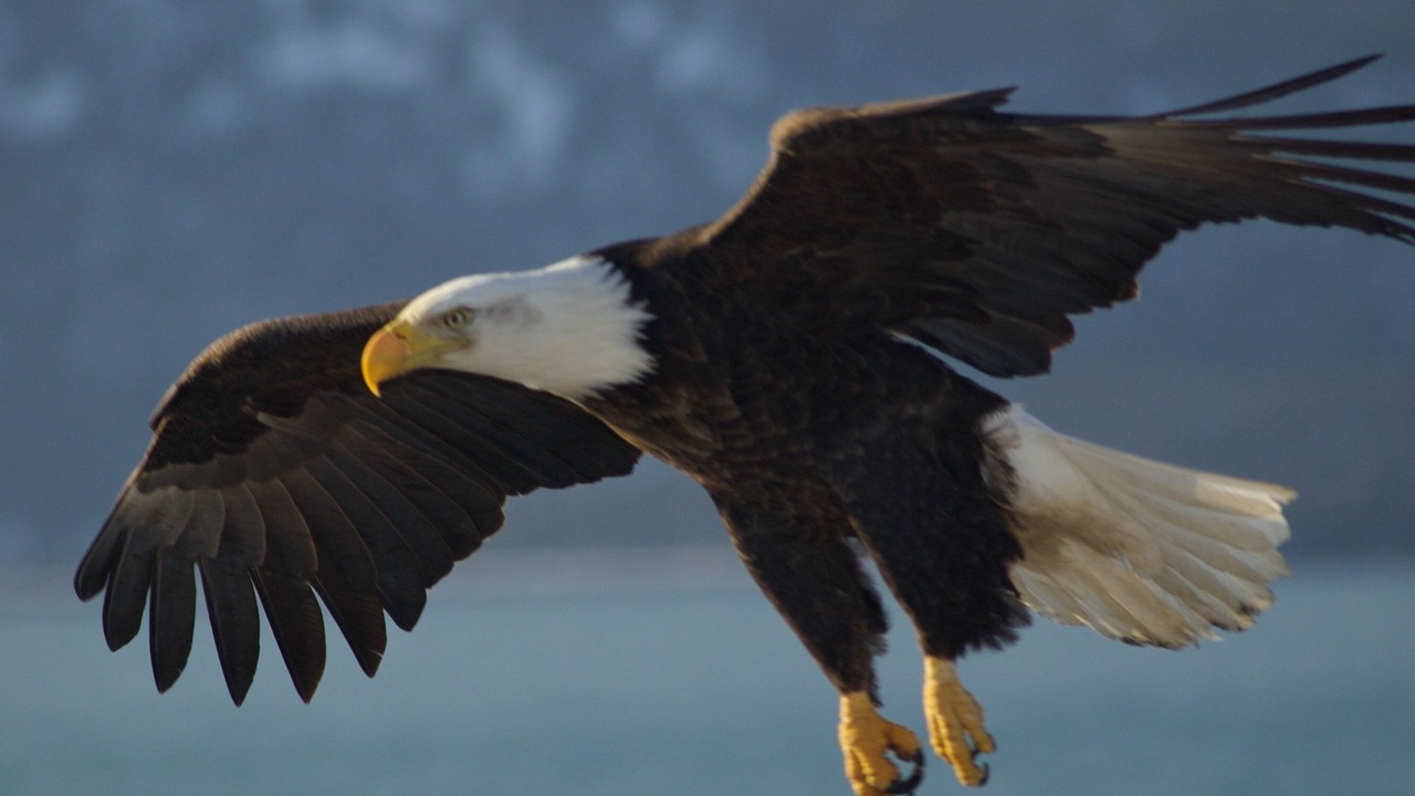 Photo of Others in Sitka