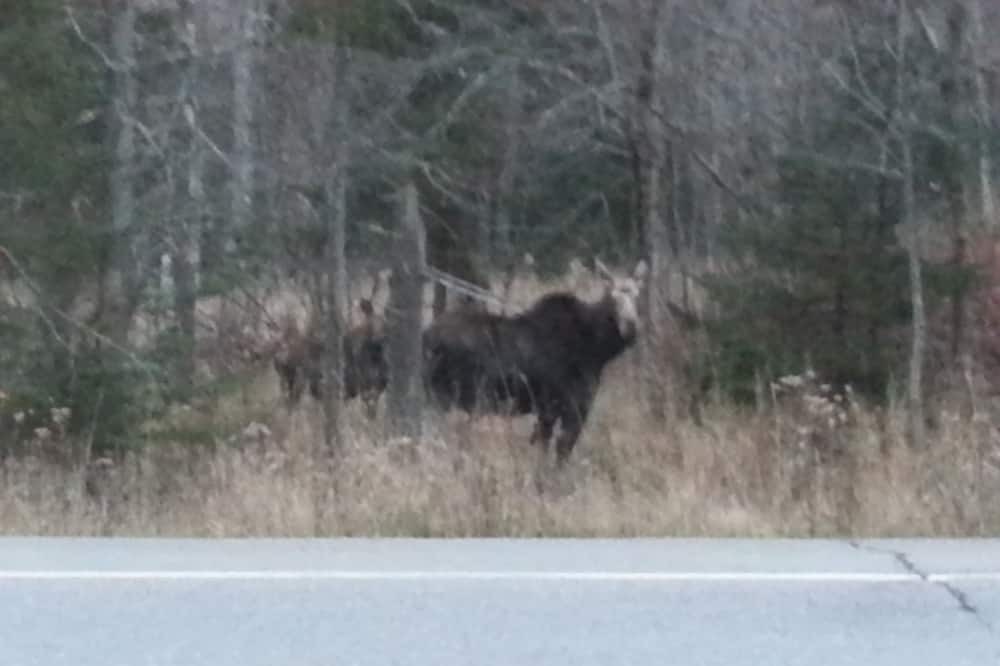 Photo of Outdoor in Jackman