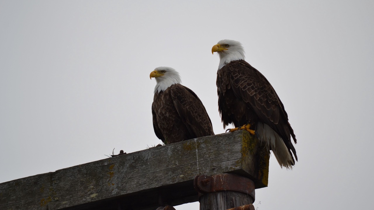 Photo of Others in Kodiak