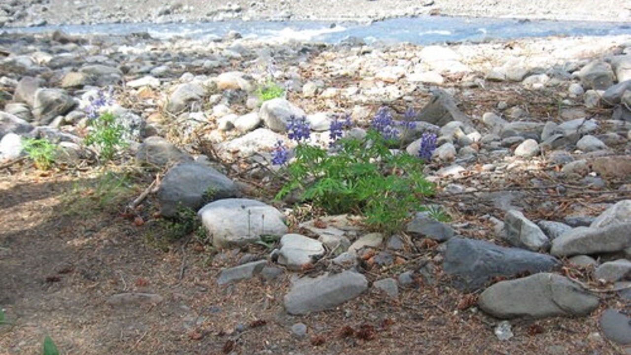 Photo of Outdoor in McKinley Park