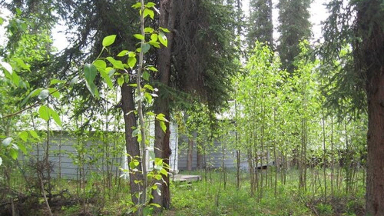Photo of Outdoor in McKinley Park