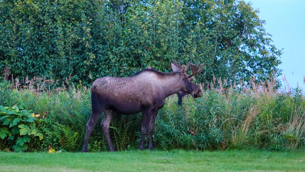 Photo of Outdoor in Fritz Creek