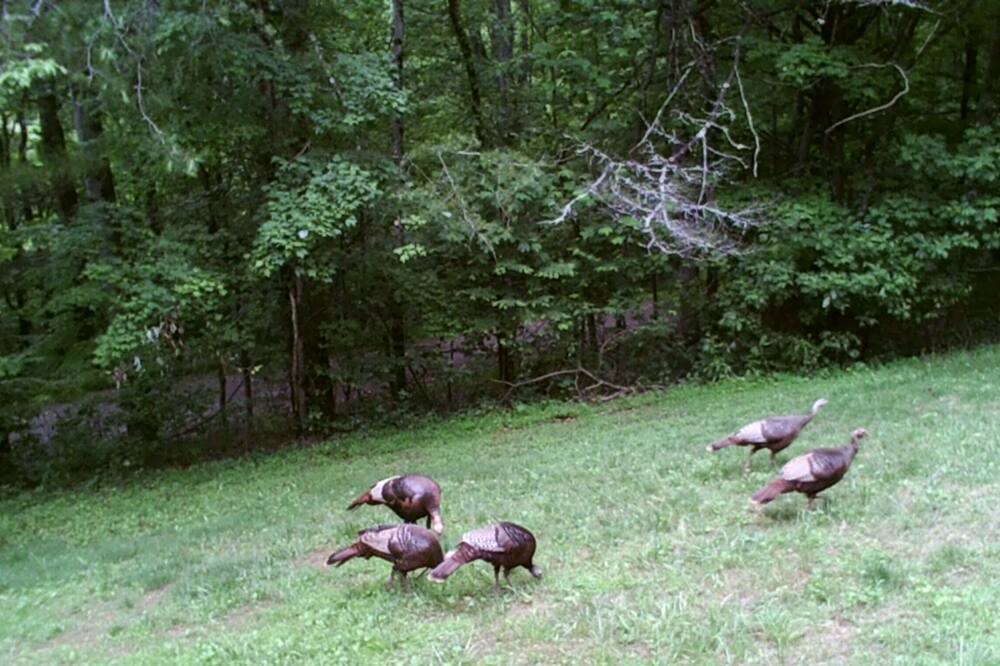 Photo of Outdoor in Spruce Pine