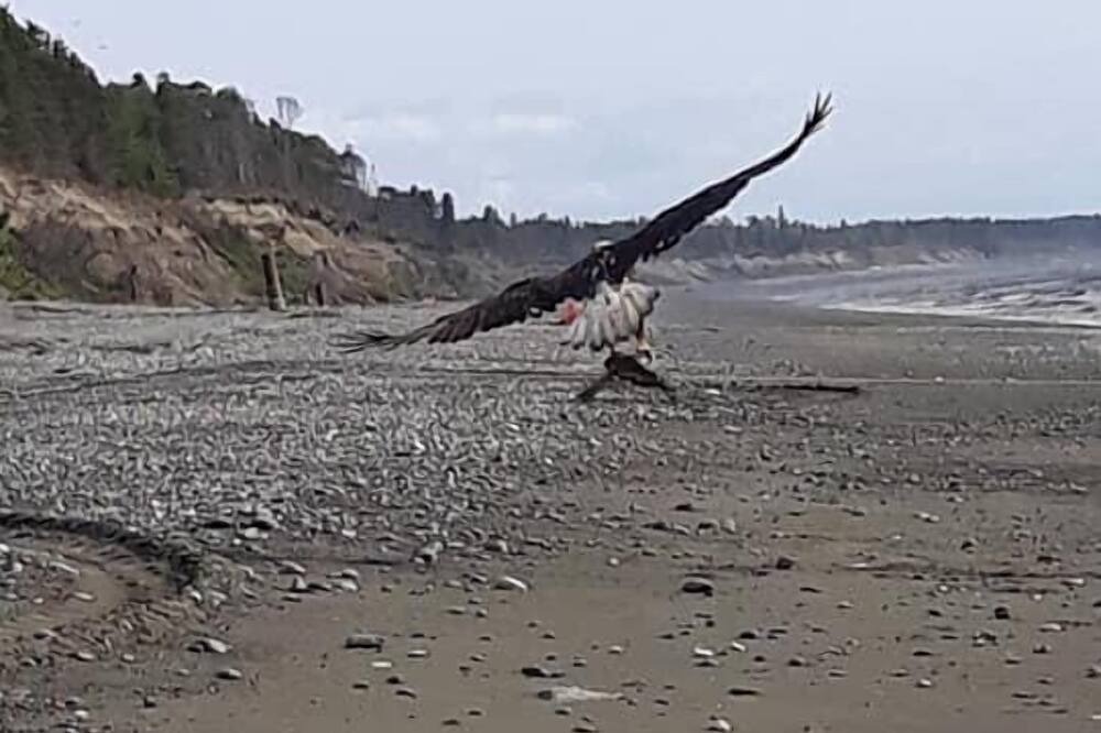 Photo of Others in Kenai