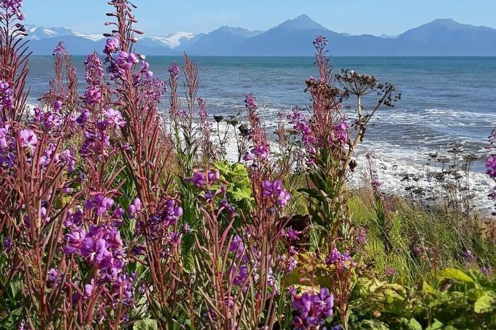Photo of Others in Kenai