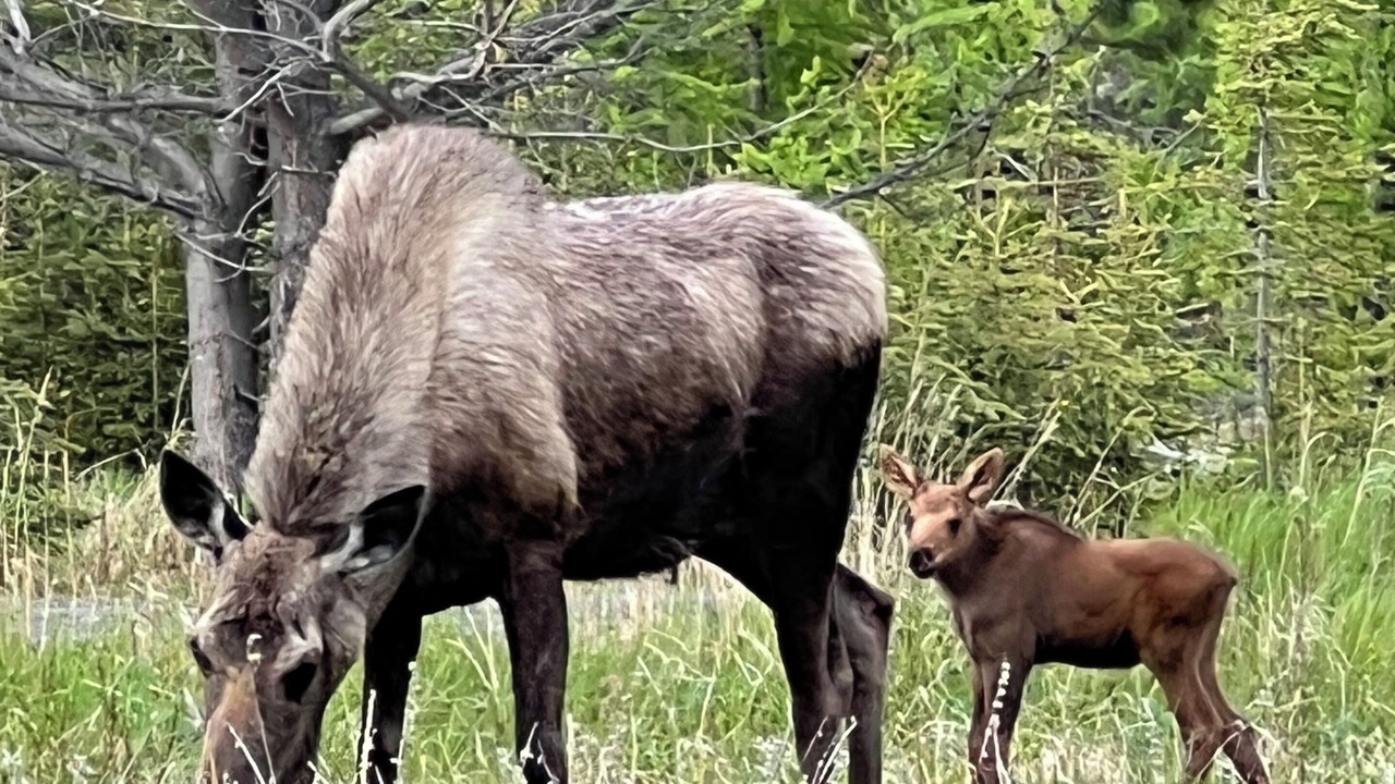 Photo of Others in Cohoe