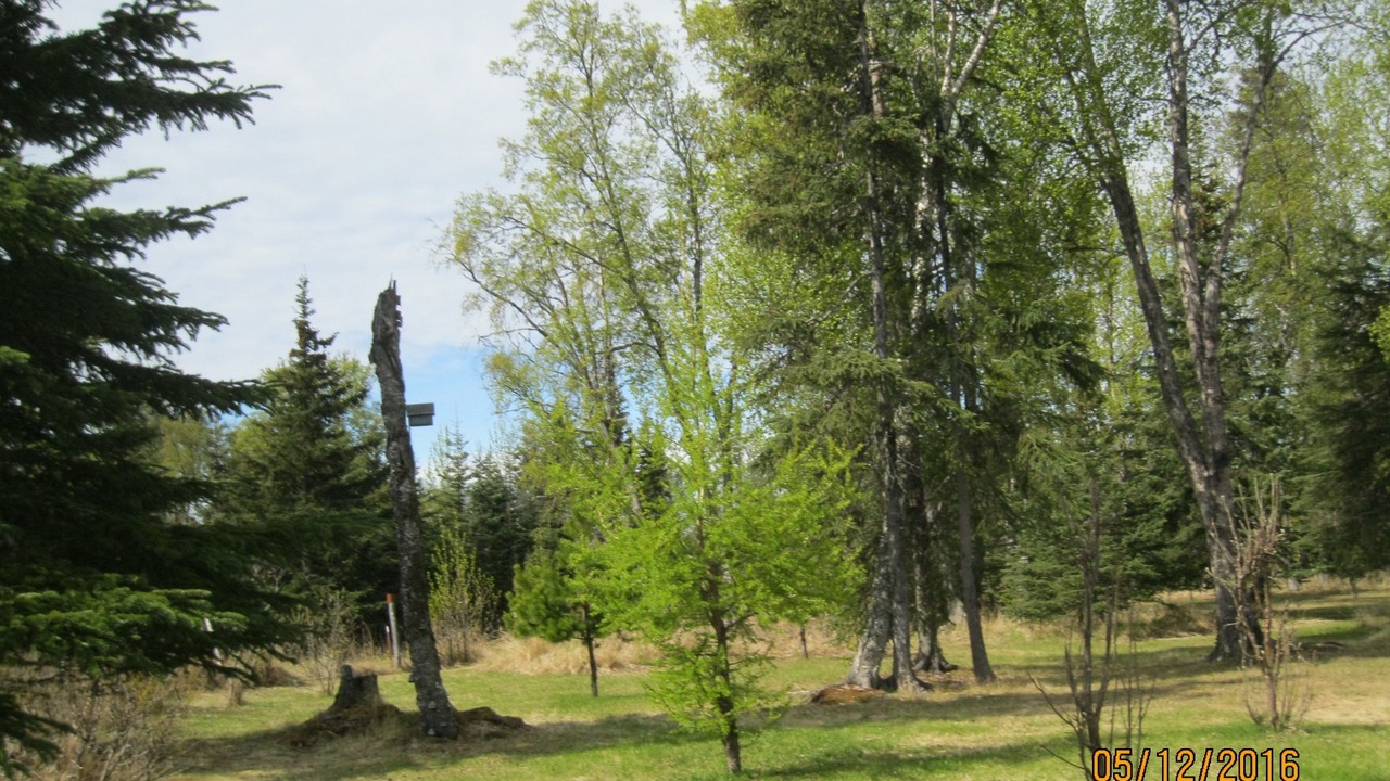 Photo of Outdoor in Ninilchik
