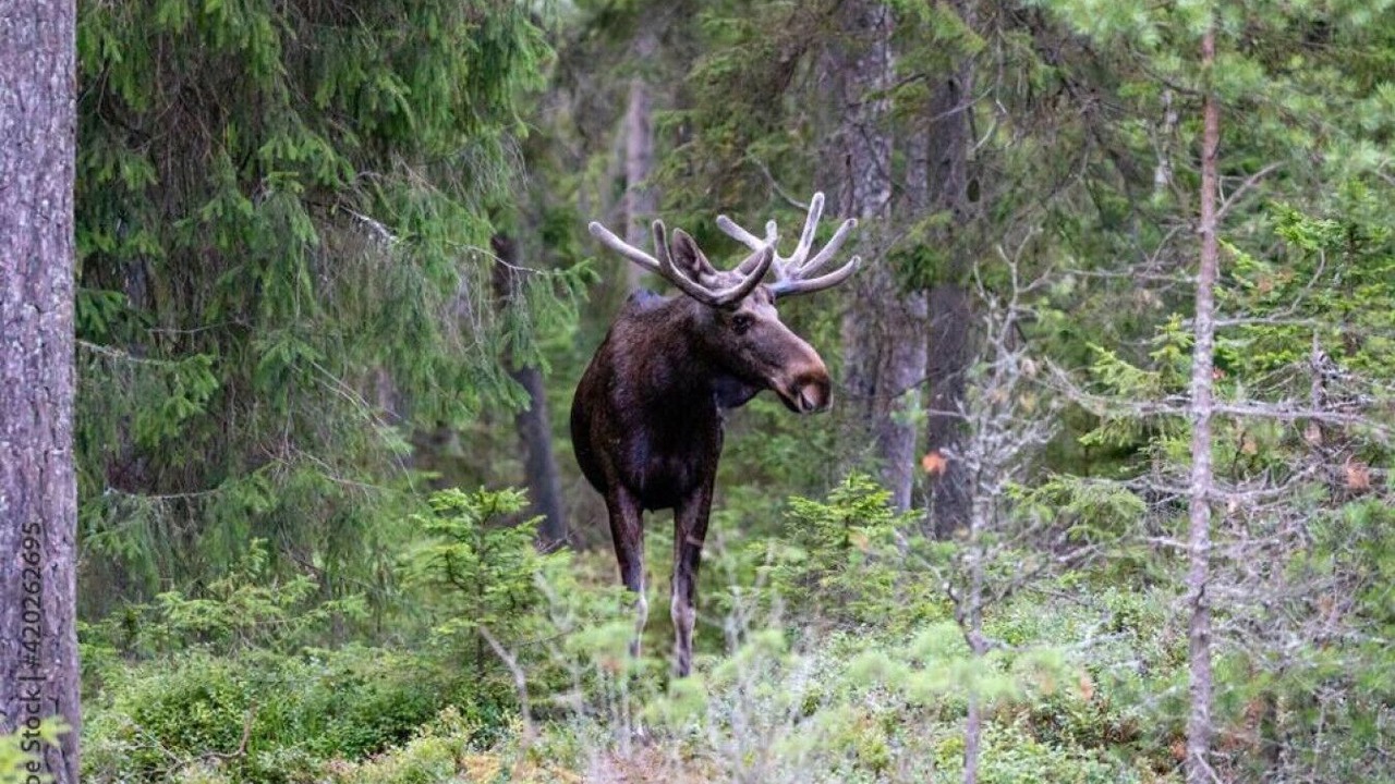 Photo of Others in North Pole