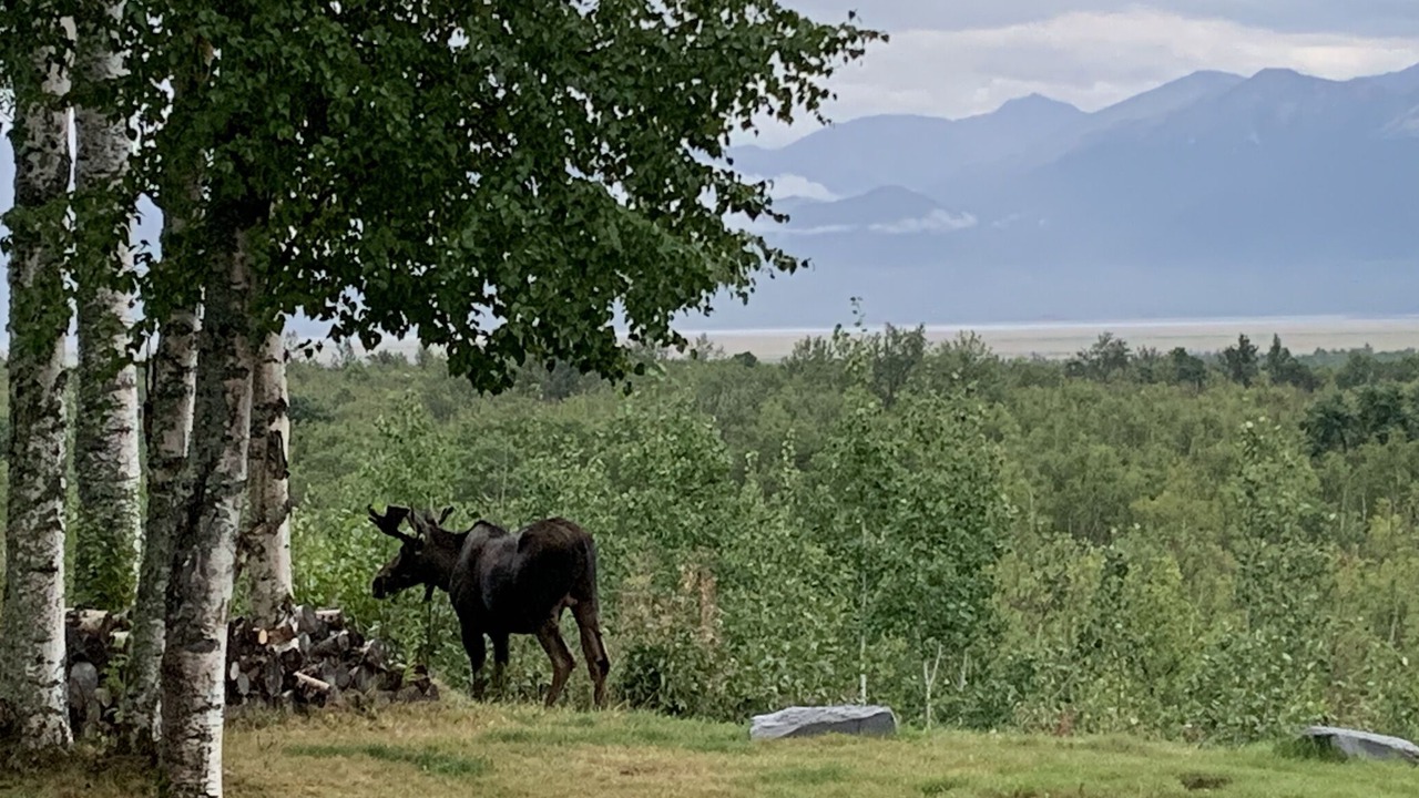 Photo of Others in Knik-Fairview