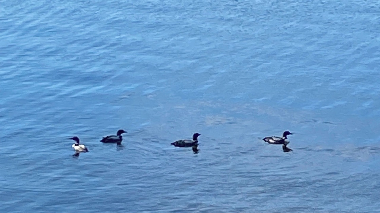 Photo of Others in Nikiski