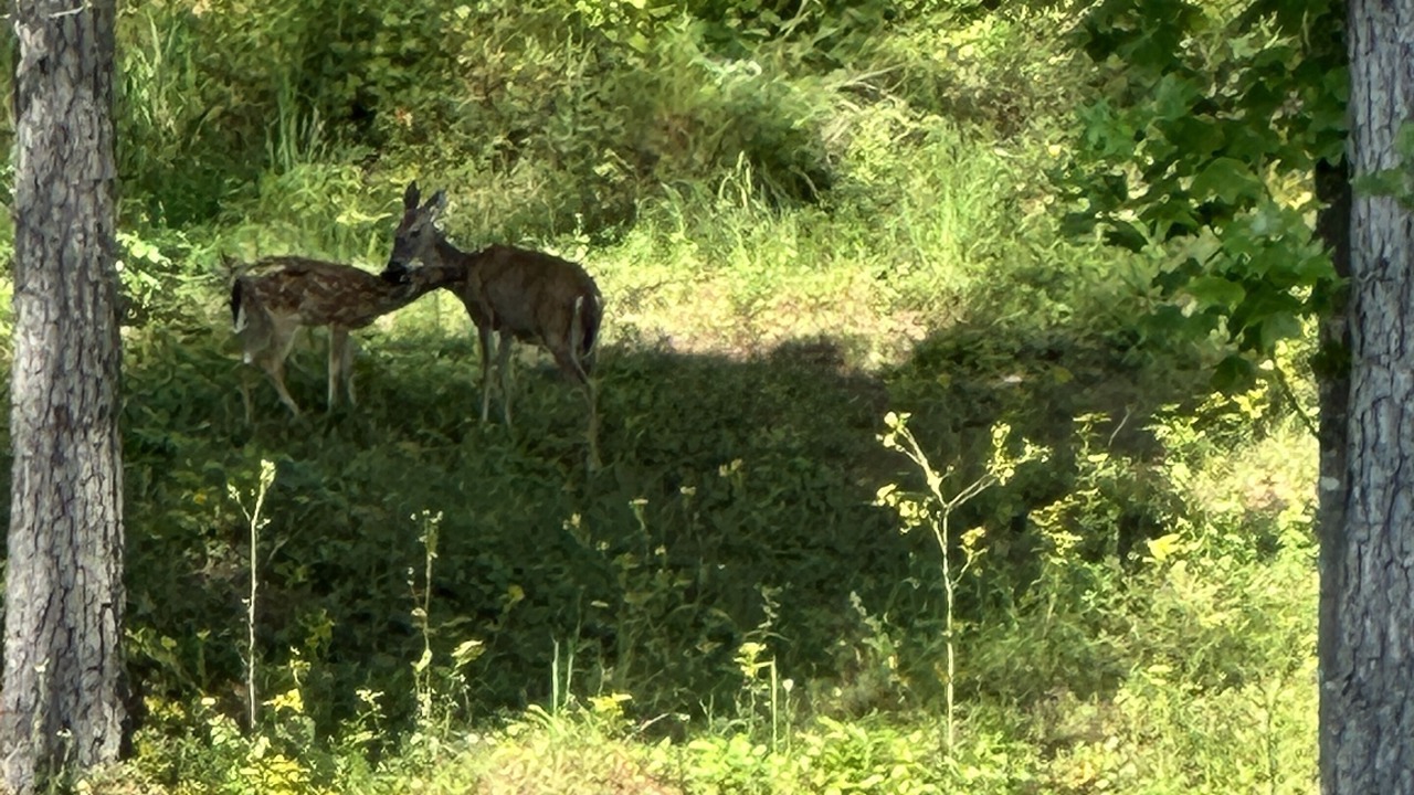 Photo of Others in Ellijay