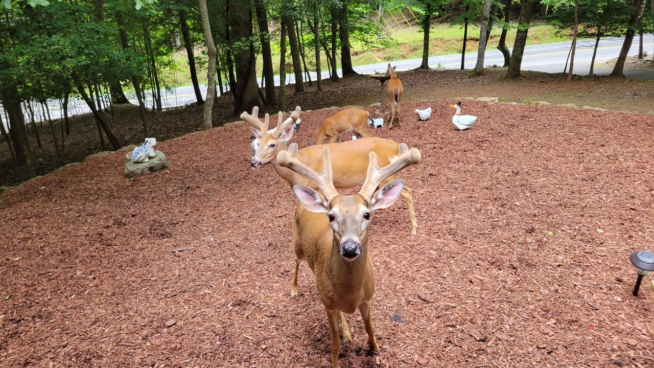 Photo of Outdoor in Ellijay