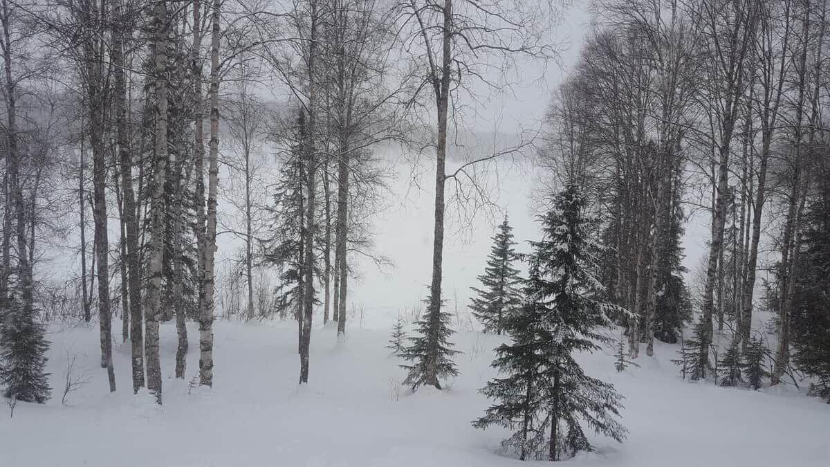 Photo of Others in Susitna North