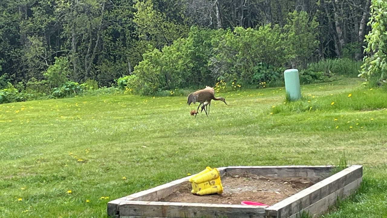 Photo of Outdoor in Homer