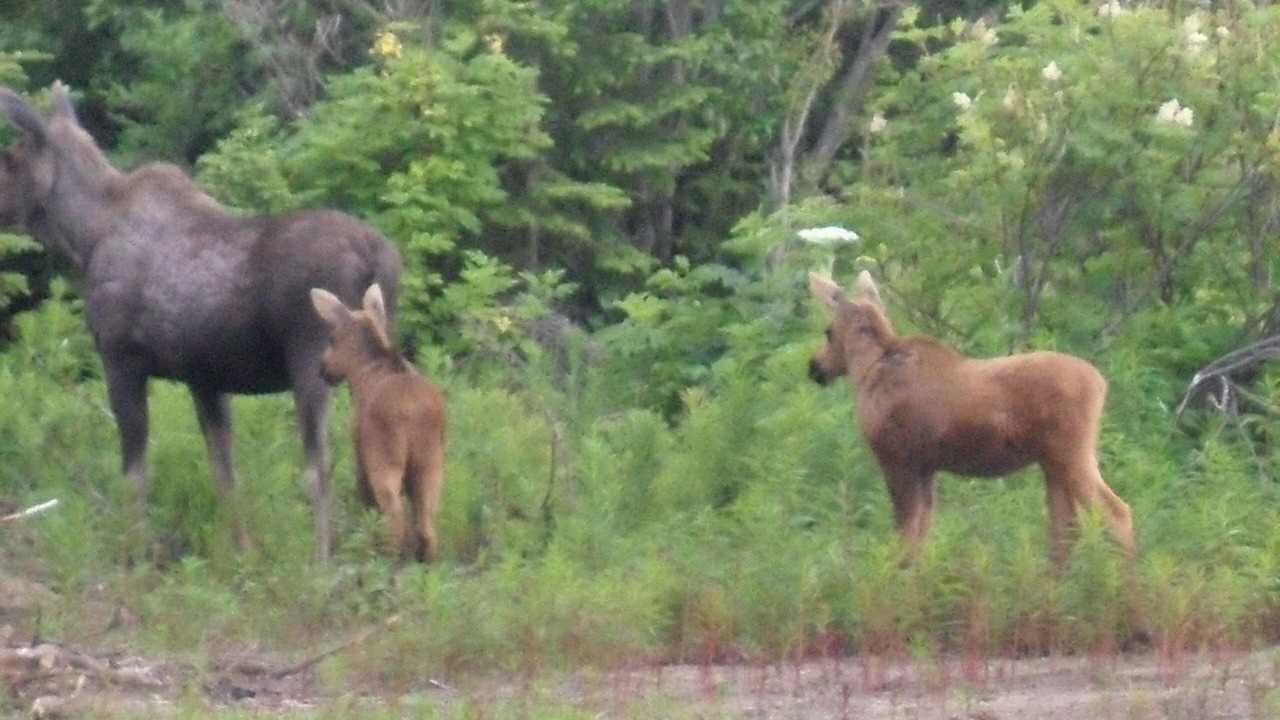 Photo of Outdoor in Homer