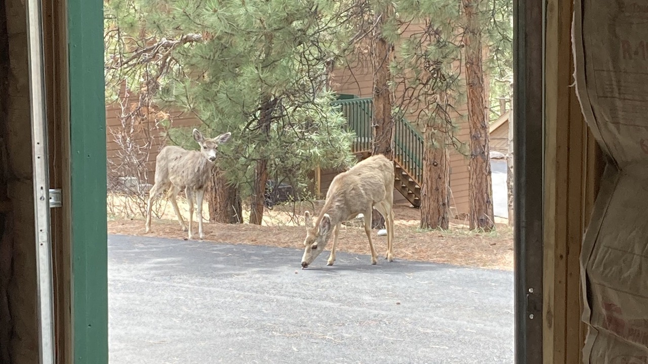 Photo of Others in Woodland Park