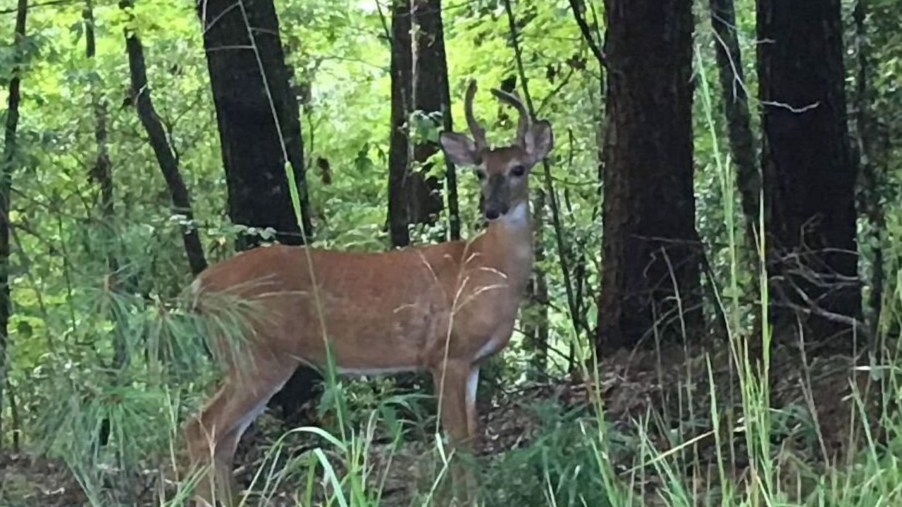 Photo of Others in Ellijay