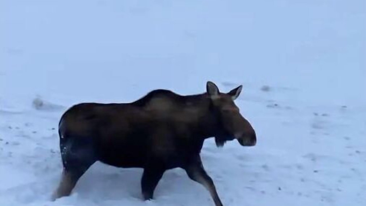 Photo of Others in Badger