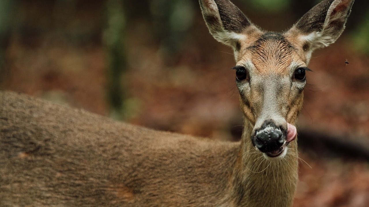 Photo of Others in Ellijay