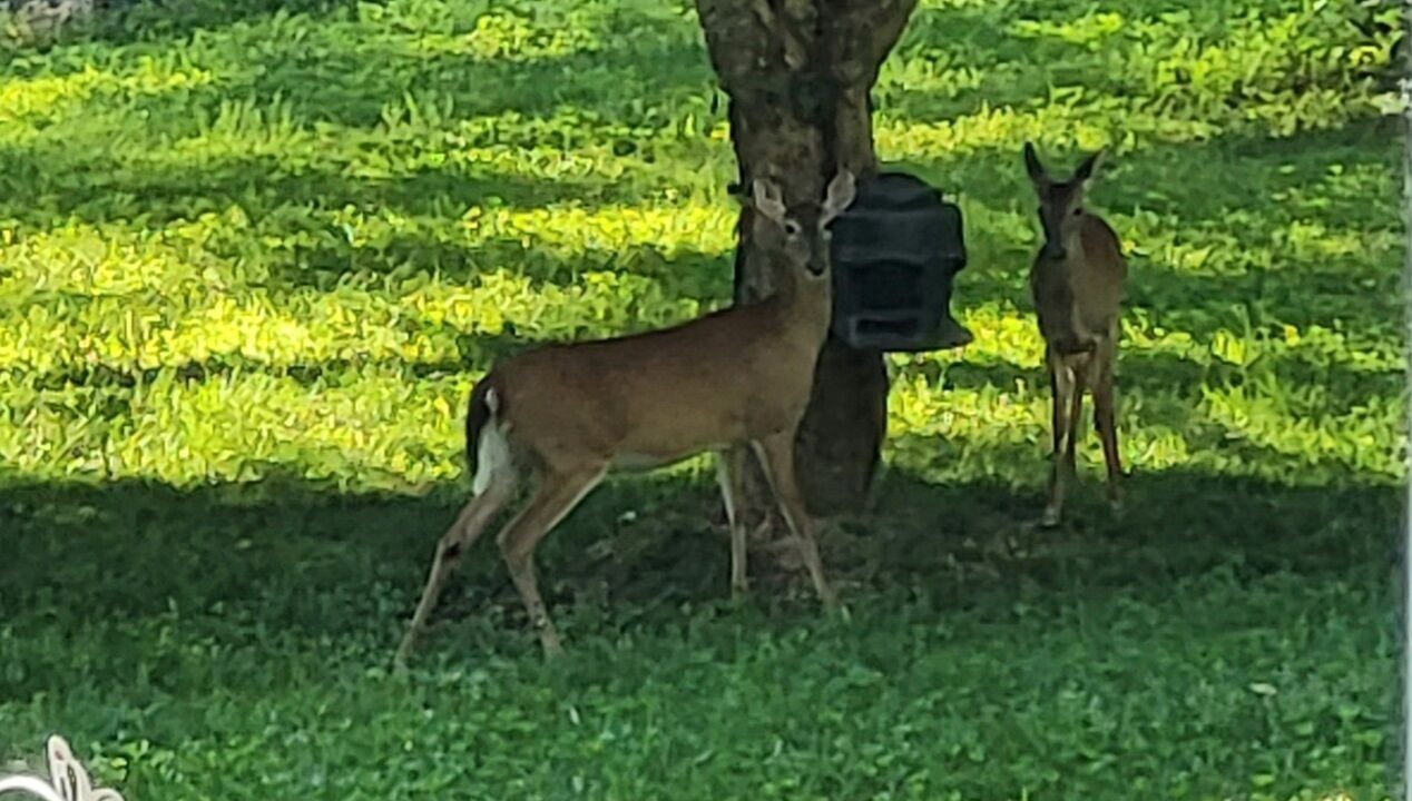 Photo of Others in Spruce Pine
