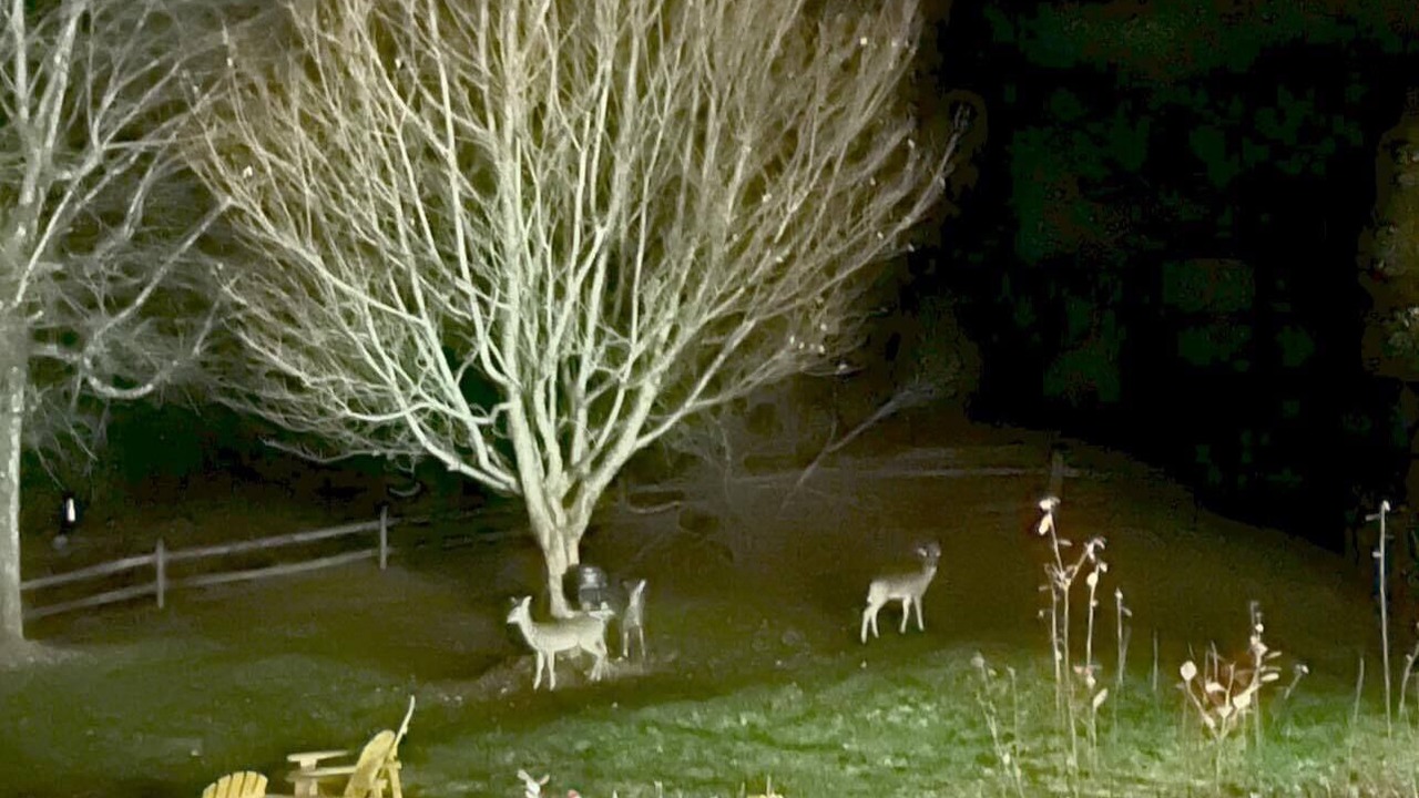 Photo of Others in Spruce Pine